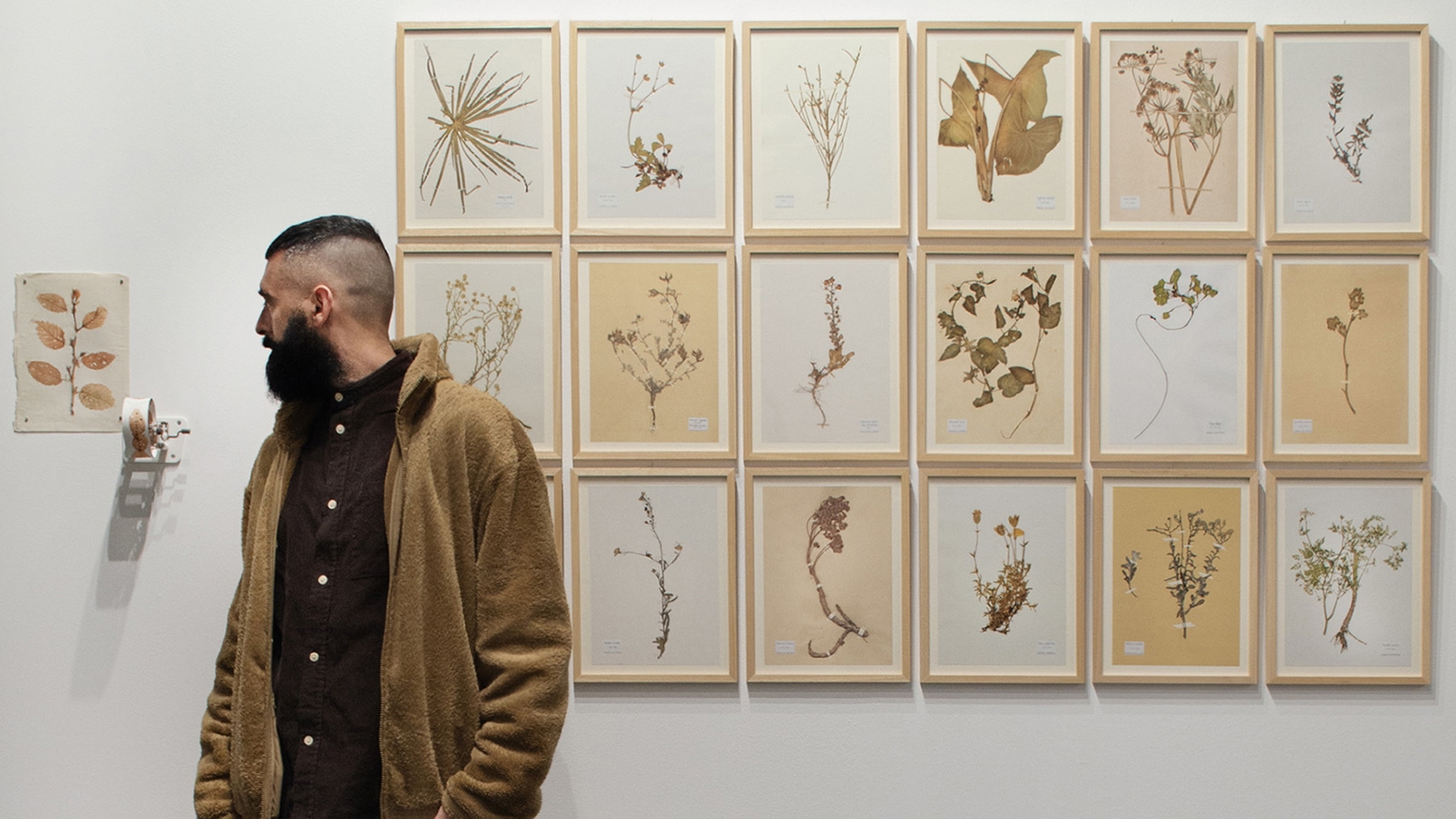 Series of hyperrealistic drawings of extinct flora.