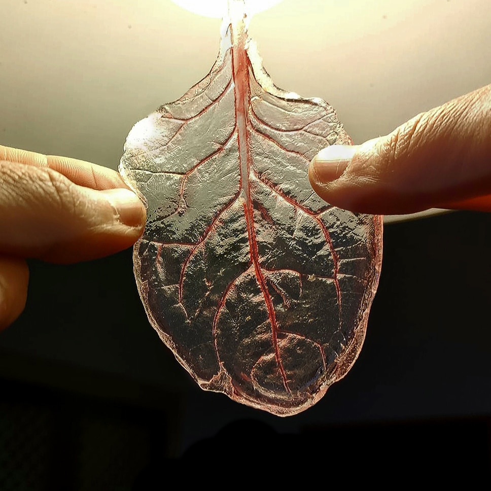 “Transplant” is a work based on an experiment conducted by a team of biologists from the University of Wisconsin-Madison in which they successfully transplanted cardiovascular heart cells into decellularized spinach leaves, the artwork “Transplant” consists in culturing Zamora’s heart cells in vegetable tissue in order to exhibit the results as a living artwork at the exhibition.