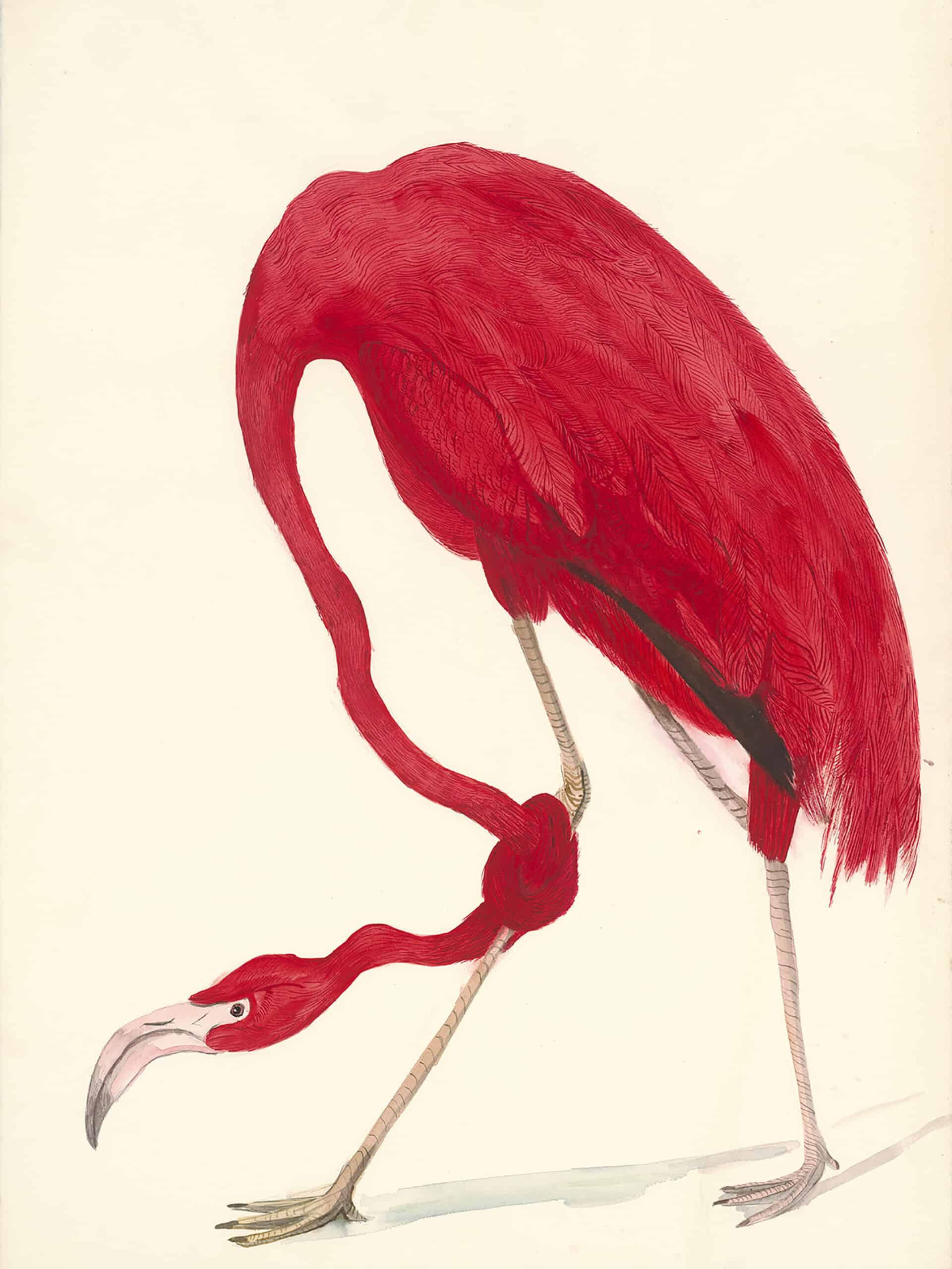 Untitled (2014) is inspired by John James Audubon's watercolor American Flamingo from the famous publication 'Birds of America'. 435 different species of birds are included in this edition, 6 of which are already extinct and many more are endangered. “Michalakakos’s works, though indebted to John James Audubon in their structure and scientific approach, are a proposition for a “parallel universe” (also the title of one of her series): they foretell the dystopia that will be the world of our near future. No longer natural, prone to mutation, it will find its perpetuation in pain, outside the solace and the rituals of mating. Its survival will lie in forced misalliances. It will be a world damaged by our own incompetence and mistakes, as witnessed by the flamingo that ties its head around its leg.” Paolo Colombo Istanbul Modern Permanent Collection